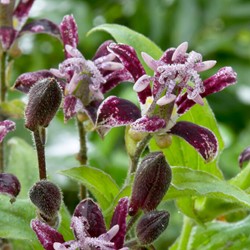 Tricyrtis Raspberry Mousse – Toad lilies