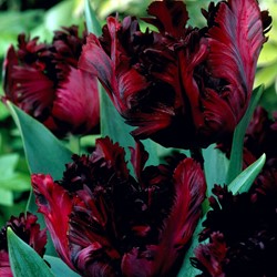 Tulip Black Parrot