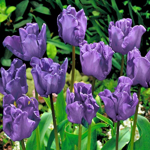 Tulp Parrot Negrita - Tulipa parrot