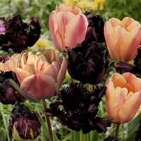 Tulipa Café Latte Mix - Tulips