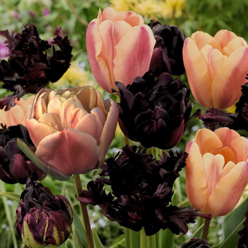 Tulipa Café Latte Mix - Tulips