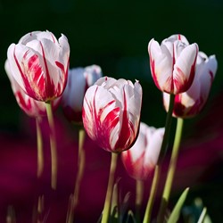 Tulip Carnaval de Rio - Tulipa