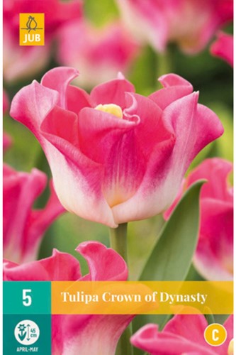 Tulips Crown of Dynasty – Tulipa