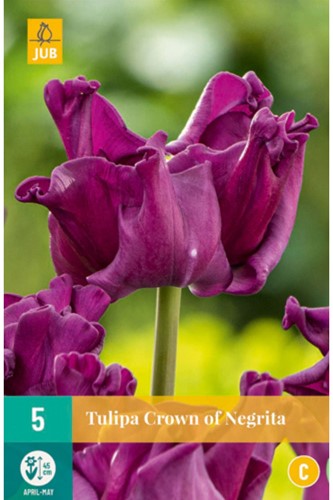 Tulips Crown of Negrita – Tulipa