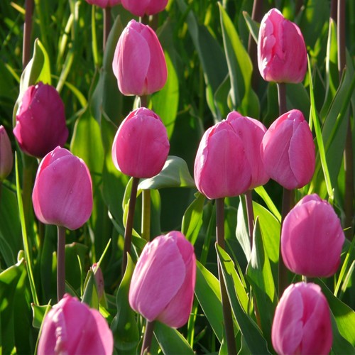 Tulip Don Quichotte