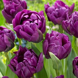 Tulip Negrita Double - Tulipa