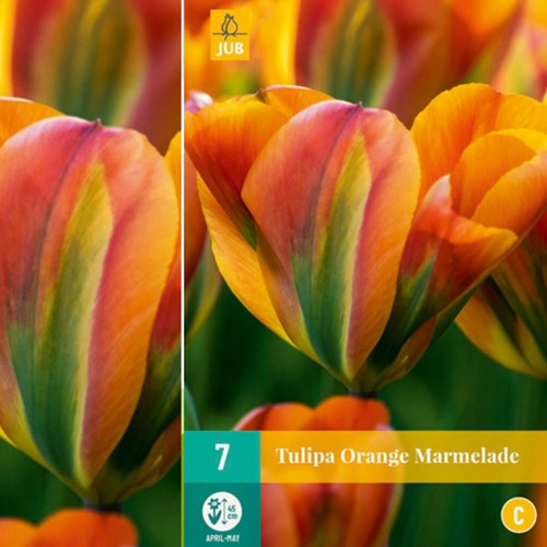 Tulips Orange Marmelade – Tulipa