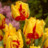 Tulip Texas Flame - Tulipa parrot