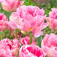 Tulip Angelique