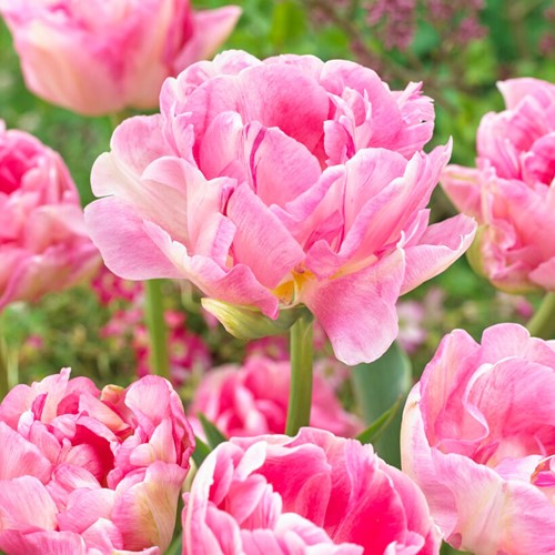 Tulip Angelique