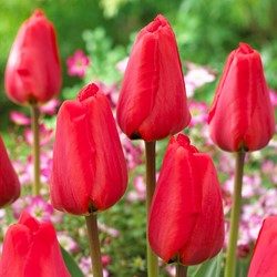 Tulip Apeldoorn