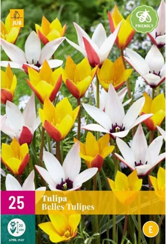 Tulip Belles Tulipes – Lady Tulip