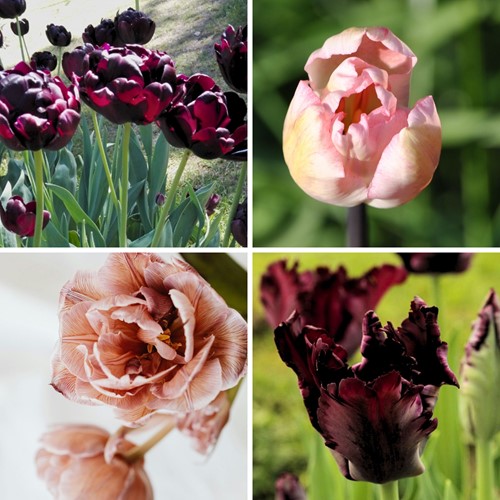 Tulipa Café Latte Mix - Tulips