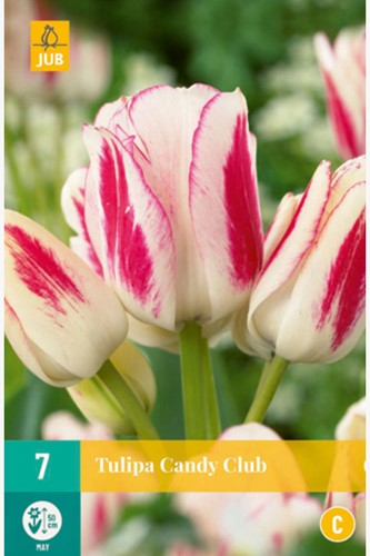 Tulip Candy Club - Tulipa Chameleon