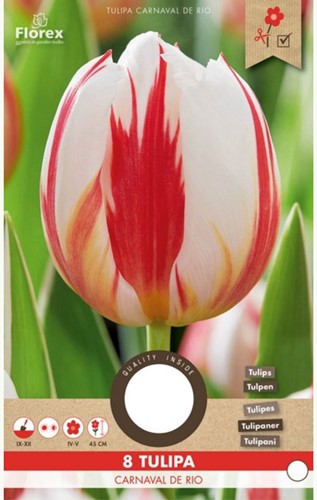 Tulip Carnaval de Rio - Tulipa