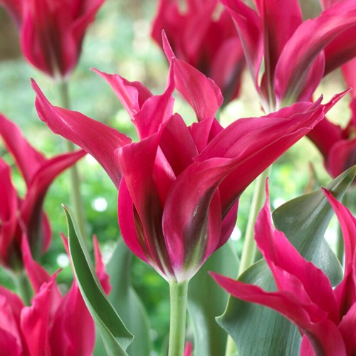 Tulips Doll's Minuet – Tulipa
