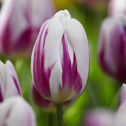 Tulip Flaming Flag