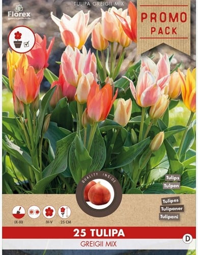 Tulips Greigii Mix