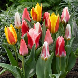 Tulips Greigii Mix