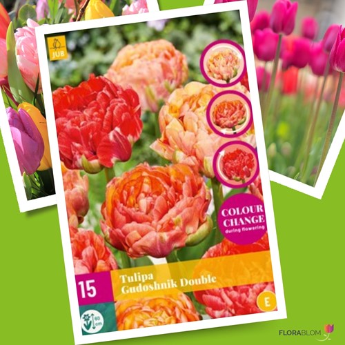 Tulips Gudoshnik Double – Tulipa
