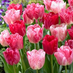Tulip Hemisphere