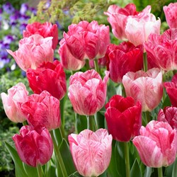 Tulpen Magic Hemisphere - Tulipa