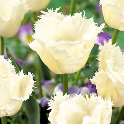 Tulipa Honeymoon - Tulip