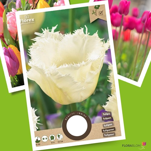 Tulipa Honeymoon - Tulip
