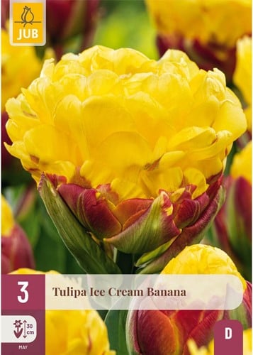 Tulipa Ice Cream Banana - Double peony tulip bulbs