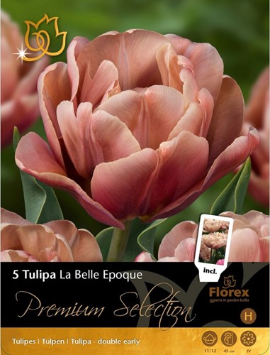 Tulip La Belle Epoque