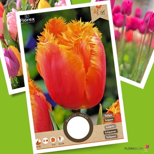 Tulip Lambada - Tulipa Crispa