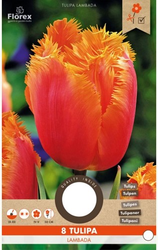 Tulip Lambada - Tulipa Crispa