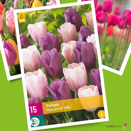 Tulips Macaron Mix