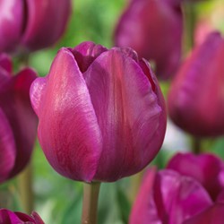 Tulip Negrita - Tulipa triumph