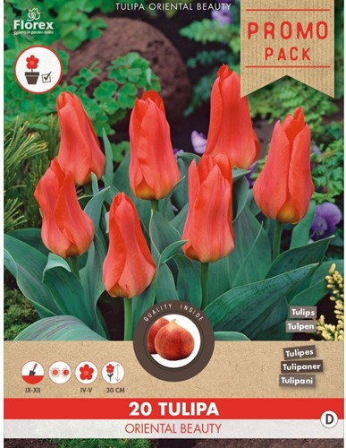 Tulip Oriental Beauty