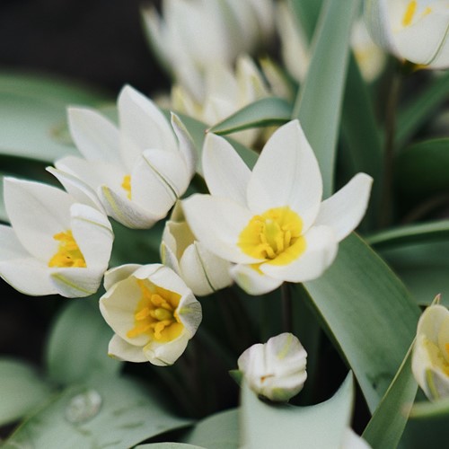 Tulipa polychroma – Botanical Tulip