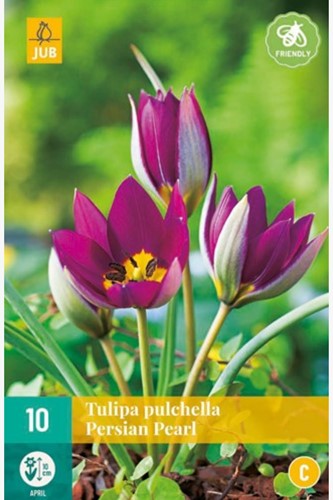 Tulip Pulchella Persian Pearl