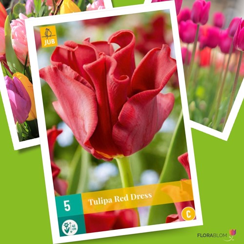 Tulips Red Dress – Tulipa coronet