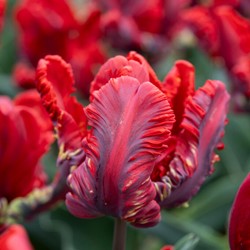 Tulip Rococo