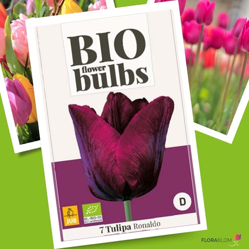 Tulipa Ronaldo - Tulips BIO