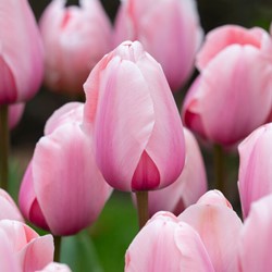 Tulip Salmon Impression - Organic bulbs