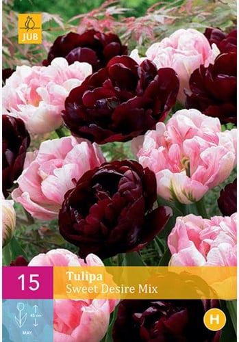 Tulips Sweet Desire Mix - Tulipa