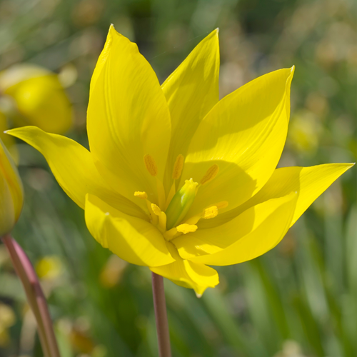 Tulipa Sylvestris – Wild Tulip