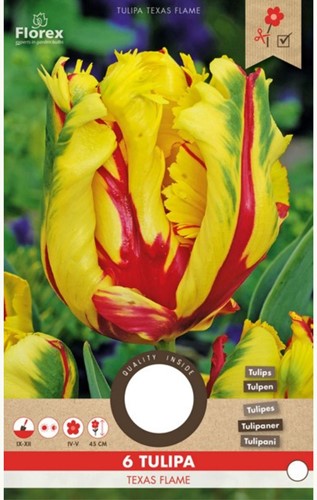 Tulip Texas Flame - Tulipa parrot