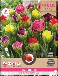Tulips Top of the Pops – Tulipa