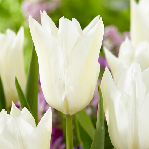 Tulip White Triumphator