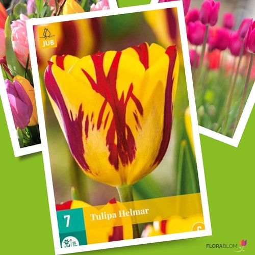 Tulip Helmar