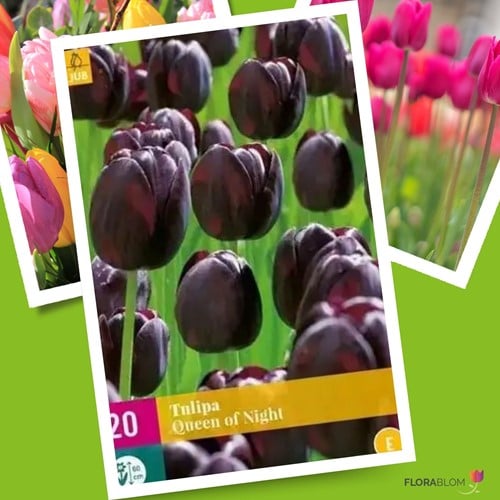 Tulip Queen of Night