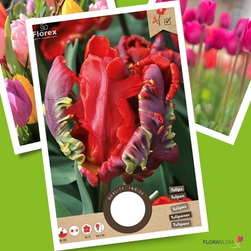 Tulip Rococo