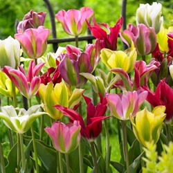 Tulip Viridiflora Mixed - Tulipa